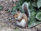 Wiewiórka szara